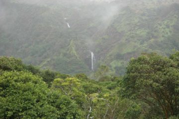 Makamakaole Falls is another rare West Maui waterfall that you can see near the beginning of the Waihee Ridge Trail.  Look for it just as you leave the steep sloping concrete path for the dirt trail..