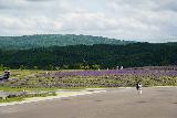 Makomanai_Takino_Cemetery_010_07132023 - Looking in the distance towards a field of lavender opposite the Moai Statues at the Makomanai Takino Cemetery on the outskirts of Sapporo