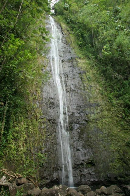 Manoa_Falls_012_01182007 - Manoa Falls