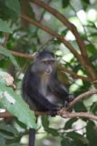 Manyara_071_06072008 - The less-common blue-faced monkey