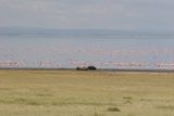 Manyara_092_06072008 - Flamingoes and some cape buffalo at Lake Manyara