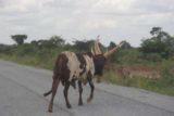 Masindi_009_06152008 - A large-horned cow crossing the paved road