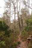 Mathinna_Falls_17_013_11242017 - The narrow track amongst some bare trees as we walked towards the Mathinna Falls