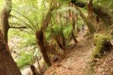 Mathinna_Falls_17_026_11242017 - Julie almost at the Mathinna Falls as large ferns were lining the narrow track along Delvin Creek during our November 2017 visit