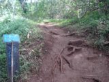 Maunawili_Falls_005_jx_01182007 - The trail left the pavement here