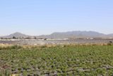McGrath_Farm_018_04162016 - Looking across the strawberry patch towards some hills in the distance