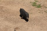 McGrath_Farm_043_04162016 - This pot-bellied hog was one of the farm animals at McGrath Farm