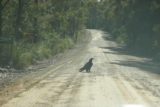 Meetus_Falls_004_11232006 - One of those giant black eagles on the road to Meetus Falls