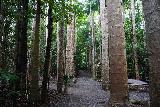 Mena_Creek_Falls_131_06292022 - Walking through a line of kauri trees within Paronella Park