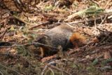 Mill_Creek_Falls_042_06212016 - We noticed this marmot alongside the Mill Creek Falls Trail