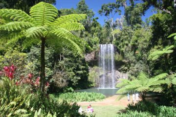 In our minds, Millaa Millaa Falls was the most beautiful and iconic waterfall of the waterfall-laden Atherton Tablelands region.  What the falls had going for it was a lush rainforest setting...