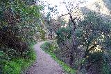 Millard_Falls_177_01062023 - Following the Sunset Ridge Trail back towards the Mt Lowe Road after having had my fill of the brink of Millard Falls
