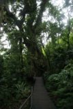 Minnamurra_005_11062006 - An interesting tree along the Minnamurra Rainforest Trail