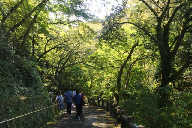 Minoh_Falls_018_10232016 - Leereszkedés a jól járható erdei ösvényen a Minoh-vízeséshez, amely lejtése ellenére nagyon családbarát és kerekesszékes-barát volt