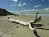 Moeraki_Boulders_002_12012004 - Some driftwood on the beach at Moeraki Boulders