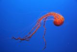 Monterey_Bay_Aquarium_001_03192010 - Jellyfish