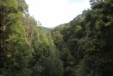Montezuma_Falls_17_198_11292017 - Looking downstream from the suspension bridge towards the bush-clad gorge