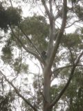 Morialta_044_jx_11212006 - Contextual look at a koala in the tree