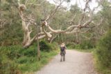 Morialta_Falls_024_11102017 - One of the interesting twisted trees along the walk to the Morialta Falls