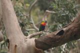 Morialta_Falls_103_11102017 - We didn't get to see koalas along the track on our second visit to Morialta Falls in November 2017, but we did see these colorful parrot-looking birds