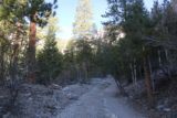 Mt_Charleston_027_04222017 - Initially, the Mary Jane Falls Trail gently ascended along this fairly wide path following alongside a dry wash
