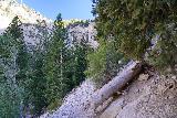 Mt_Charleston_048_08112020 - Continuing to ascend the upper switchbacks of the Mary Jane Falls Trail during my August 2020 hike
