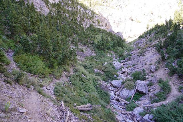 Mt_Charleston_261_08112020 - Once I got past the big boulder obstacle, the remainder of the Big Falls stream scramble was a confusing blend of use-trails through stinging nettle, spur trails into awkward stream and deadfall scrambles, and eroded ledge trails trying to avoid these things