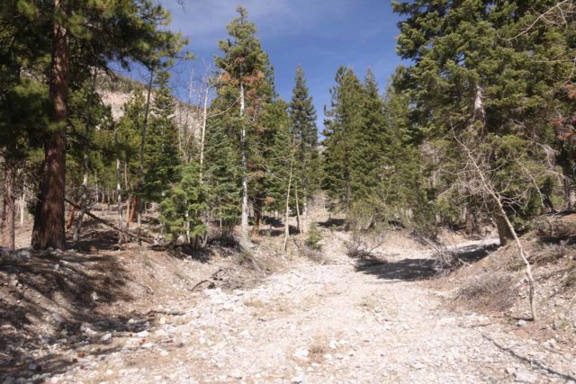 Mt_Charleston_303_04222017 - Missing the sign at the Echo Trailhead and scrambling along this wash which got me to accidentally find the 'Medium Falls'