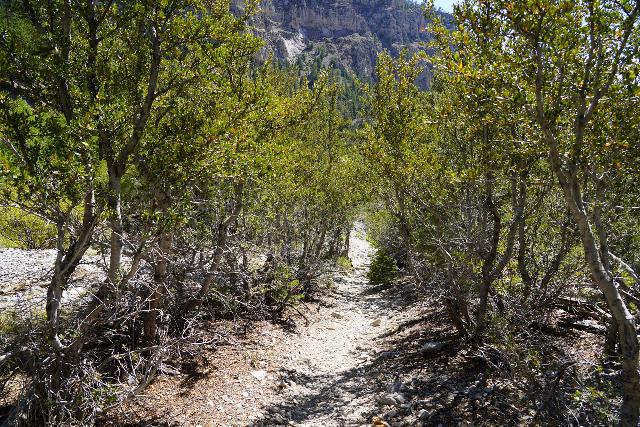 Mt_Charleston_352_08112020 - Looking back at a bush-fringed section of the use-trail that went in between a pair of dry washes on the way to Big Falls