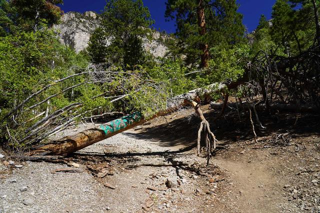 Mt_Charleston_362_08112020 - Following the use-trail to Big Falls, which went under this fallen tree that was tagged with graffiti