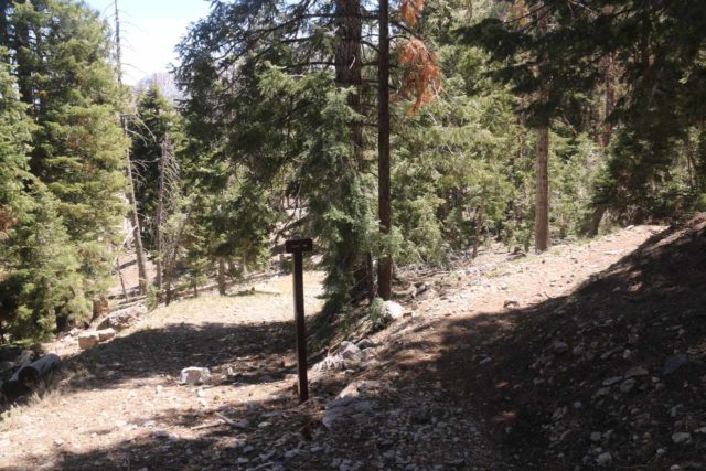 Mt_Charleston_400_04222017 - This signed pole was one of the confusing sections where the steeply ascending path on the right degenerated into a very steep scramble up to Cathedral Rock and it did not take me to the Little Falls