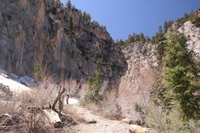 Mt_Charleston_407_04222017 - After making a right at the next unsigned trail junction, I hiked the final stretch up the canyon leading towards the Little Falls, but I also had to deal with a lot of snow deeper into that canyon