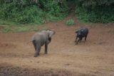 Mt_Kenya_021_06202008 - Territorial elephant charging a cape buffalo