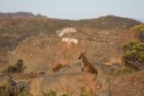 Mt_Wellington_033_11282017 - Examining a fair-sized wallaby atop Mt Wellington