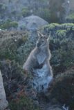 Mt_Wellington_037_11282017 - Direct look at one of the wallabies that I noticed atop Mt Wellington