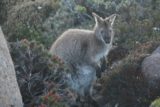 Mt_Wellington_041_11282017 - Another look at a wallaby whilst exploring the top of Mt Wellington