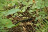 Multnomah_Falls_17_042_08162017 - You never know what you'll find in Nature.  This snake was seen along the trail though it was shy and didn't seem like it wanted to have its picture taken during my August 2017 visit