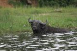Murchison_Falls_045_06142008 - Cape buffalo in the river