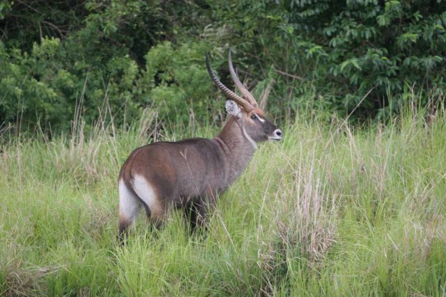 Murchison_Falls_053_06142008 - A kudu seen on our boat safari towards Murchison Falls