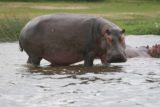 Murchison_Falls_071_06142008 - Angry hippo