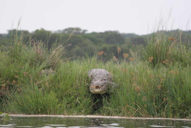 Murchison_Falls_175_06142008 - A Nile Crocodile looking menacingly right at us
