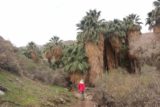 Murray_Canyon_046_02112017 - Julie approaching more tall palm trees as the next stream crossing was near