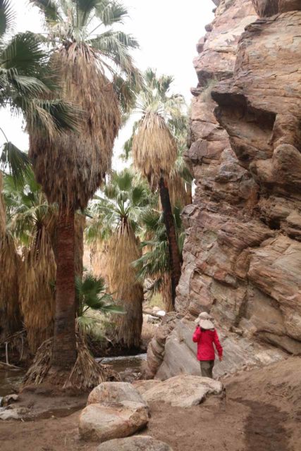 Murray_Canyon_062_02112017 - The Murray Canyon Falls hike took us within the depths of the sandstone canyon while surrounded by California Fan Palm Trees