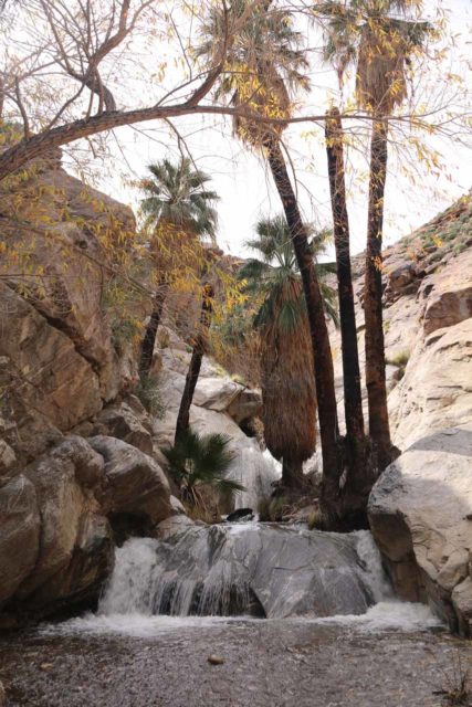 Murray_Canyon_163_02112017 - Murray Canyon Falls