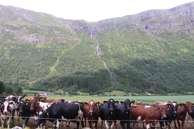 Myklebust_022_07192019 - Lots of cows fronting Nonfossen and looking in my direction as if they were expecting something from me