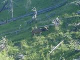Mystic_Falls_021_06192004 - Elk trotting on the hillside opposite the river