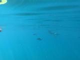 Na_Pali_Cruise_042_iPhone_11212021 - Random shot at some fish while we were snorkeling off Makole