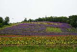 Nakafurano_001_07142023 - Stumbling upon some kind of lavender flower field within Nakafurano on the way to Biei and ultimately the Shirahige Falls