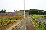 Nakafurano_009_07142023 - Following a walkway up the side of the right side of the lavender flower field in Nakafurano
