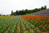 Nakafurano_010_07142023 - Another look across different colored rows of flowers at the flower field in Nakafurano